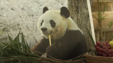 Japonya'nın en yaşlı pandası Tan Tan öldü