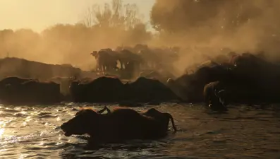 Erciyes'in eteklerinde yayılan mandaların sayısı devlet desteğiyle arttı