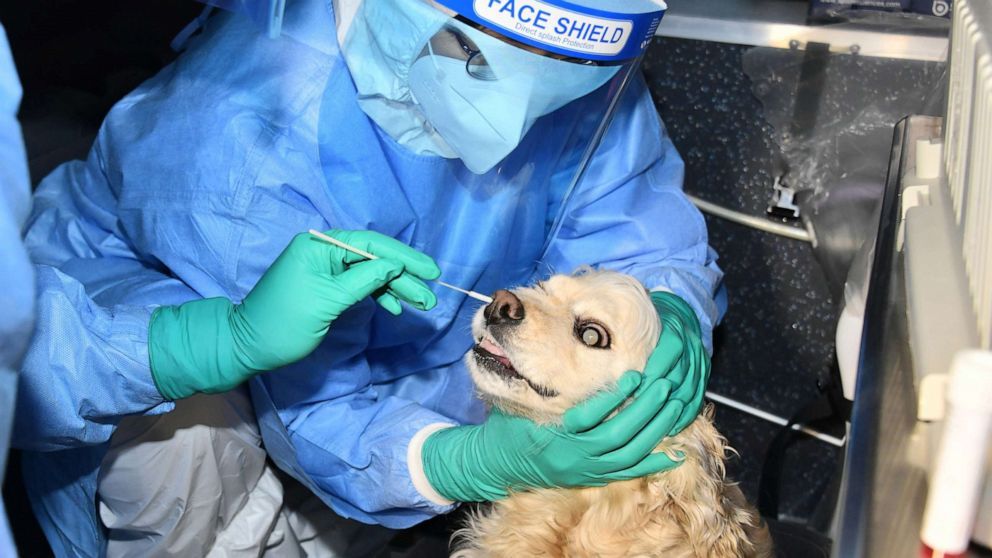 Güney Kore’de evcil kedi ve köpeklere Covid-19 testi uygulaması başladı