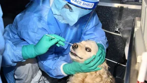 Güney Kore’de evcil kedi ve köpeklere Covid-19 testi uygulaması başladı Güney Kore’de evcil kedi ve köpeklere Covid-19 testi uygulaması başladı