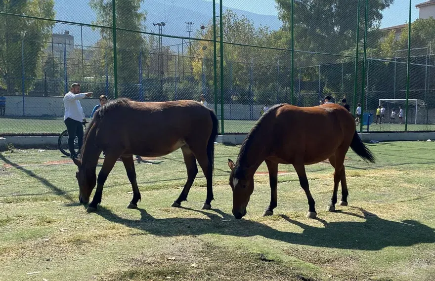 Yılkı atları şehre indi 4