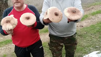 Aydın'da mantar bereketi: Uzmanlar zehirlenmelere karşı uyardı