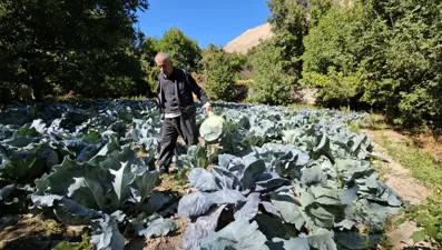 Bu yıl hasat yüz güldürdü: İstanbul, Ankara, Adana'ya gönderiliyor