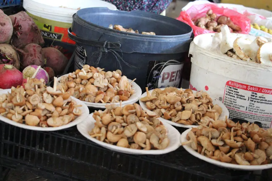 Ormandan kova kova topladı, pazarda satıyor: Talep çok, kilosu 400 lira 3