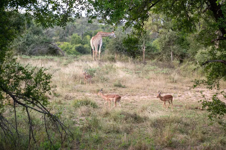 Kruger Ulusal Parkı 'Afrika'nın 5 büyükleri'ne ev sahipliği yapıyor 2