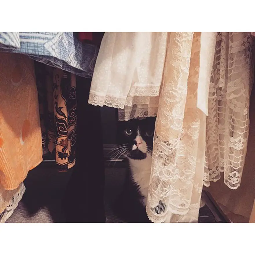 Hayatını kedileri kurtarmaya adadı 358