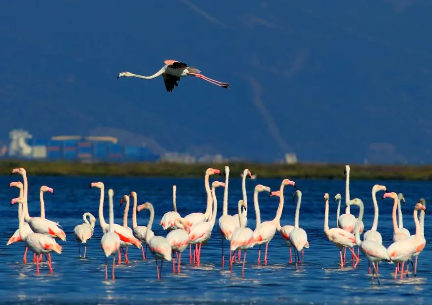 Hersek Lagünü'nde kuş türü sayısı 238'e yükseldi 2 Hersek Lagünü'nde kuş türü sayısı 238'e yükseldi 2