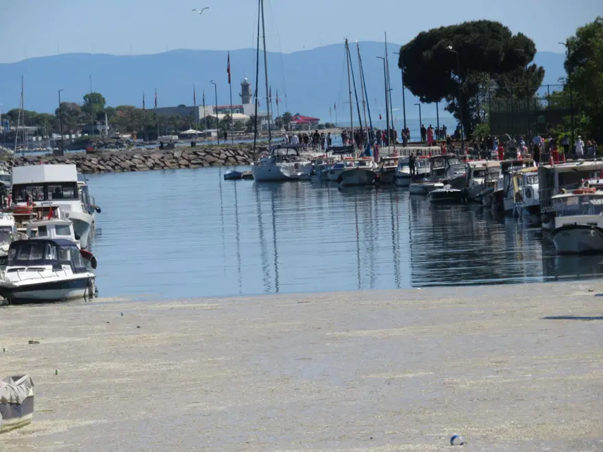 İstanbul'da Kurbağalıdere'yi de deniz salyası kapladı 8 İstanbul'da Kurbağalıdere'yi de deniz salyası kapladı 8