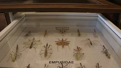 4 bin 500'den fazla türün yer aldığı "böcek müzesi" oluşturuldu