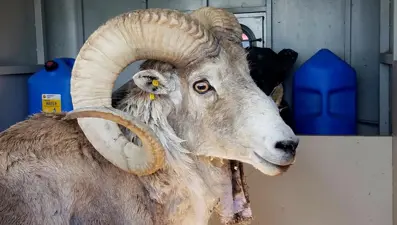 Yasa dışı koyun klonlayan adama ceza: "Hevesime yenik düştüm"