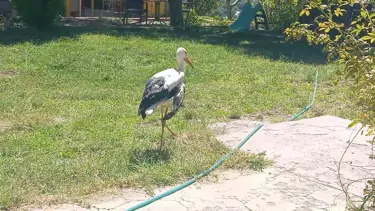 Kanadı kırık leylek koruma altına alındı