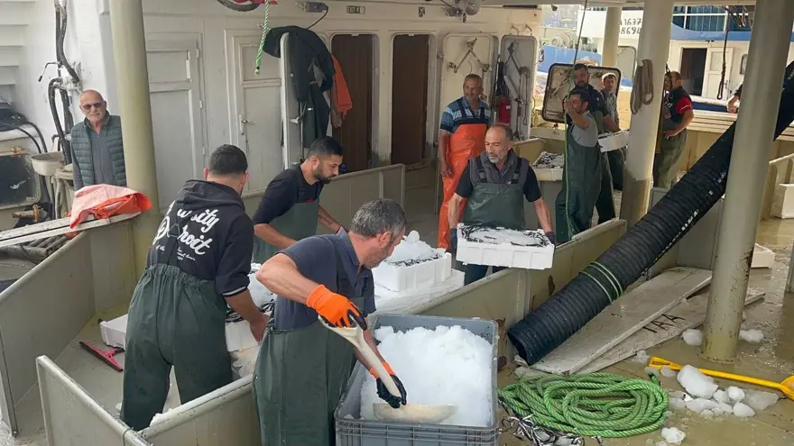 Omega-3 ve protein bombası: Bu sene kasa kasa çıkıyor, fiyatı düştü ilgi fazla 2