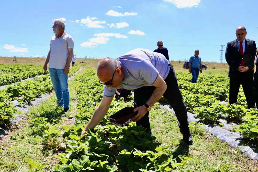 "Burada yetişmez" dediler ama 1 yılda 400 ton verim alındı! 16 milyon liralık gelir elde ediliyor 