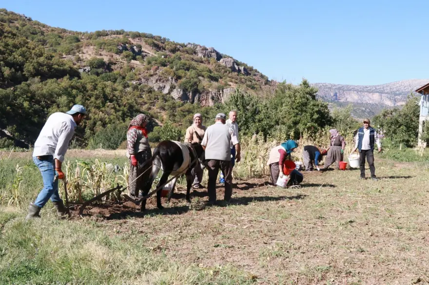 Eylül ayı geldi, söküm başladı:  Atalardan kalan kara sabanla yapılıyor 