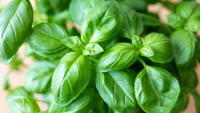 Yüzde sivilce, siyah nokta bırakmıyor: 10 dakika suda kaynatıp 15 dakika bekletin