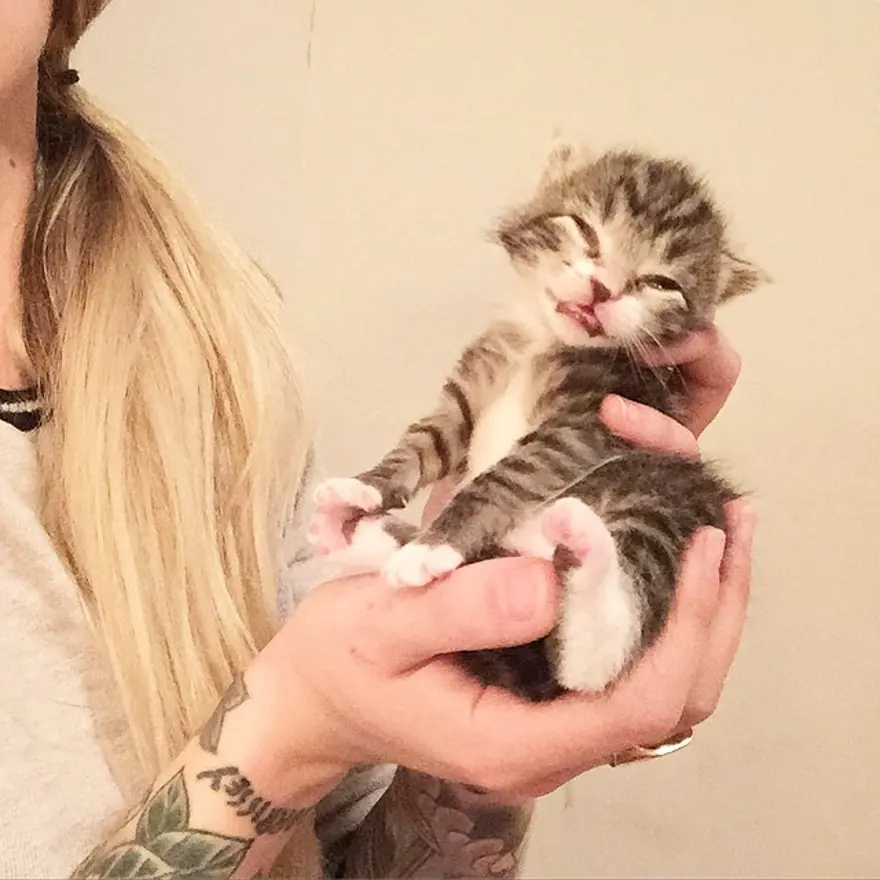 Hayatını kedileri kurtarmaya adadı 188