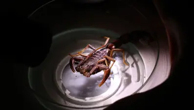 Bilimsel olarak kanıtlandı: Sadece Türkiye'de var