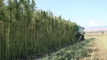 Kenevir üretimine sınırlı kota