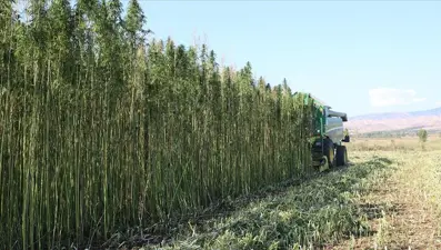 Kenevir üretimine sınırlı kota