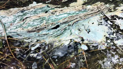 Türkiye'nin önemli tatlı su kaynağı can çekişiyor! Tedirgin eden görüntü