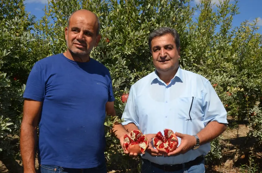 Antalya'da hasat başladı: 14 bin 500 dekar alanda üretim Antalya'da hasat başladı: 14 bin 500 dekar alanda üretim