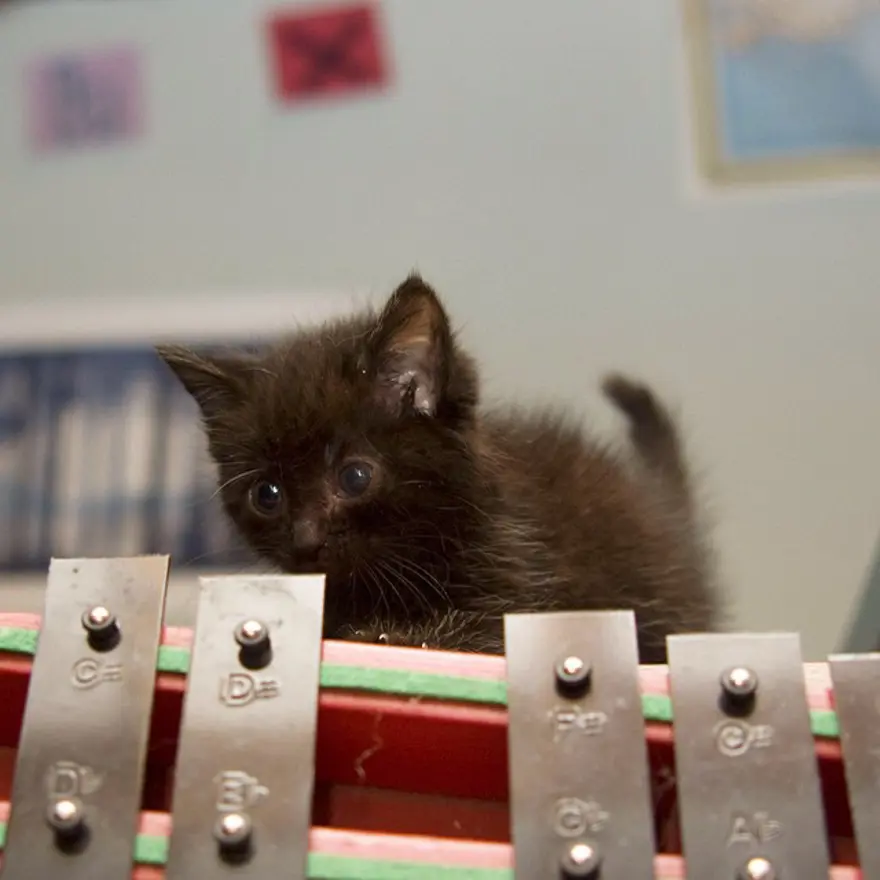 Hayatını kedileri kurtarmaya adadı 61