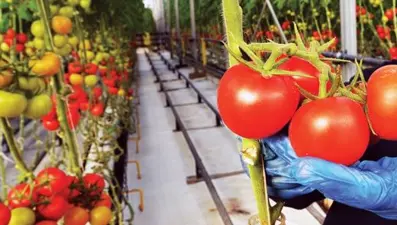 Mamak çöplüğü seralarında sebze ve meyve yetişiyor