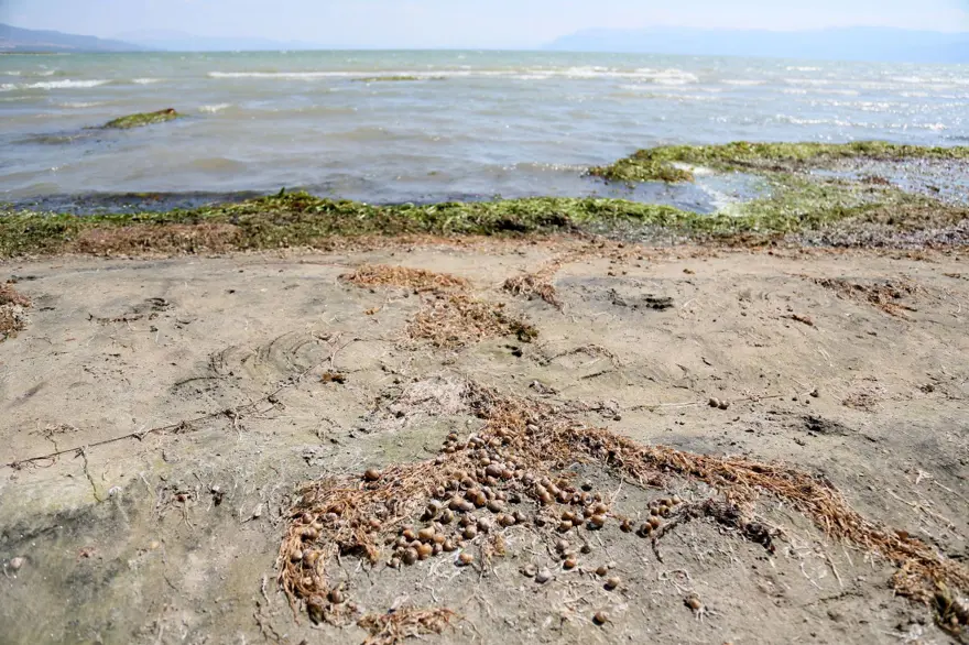 GÖLÜ TEMİZLEYEN CANLILAR 2