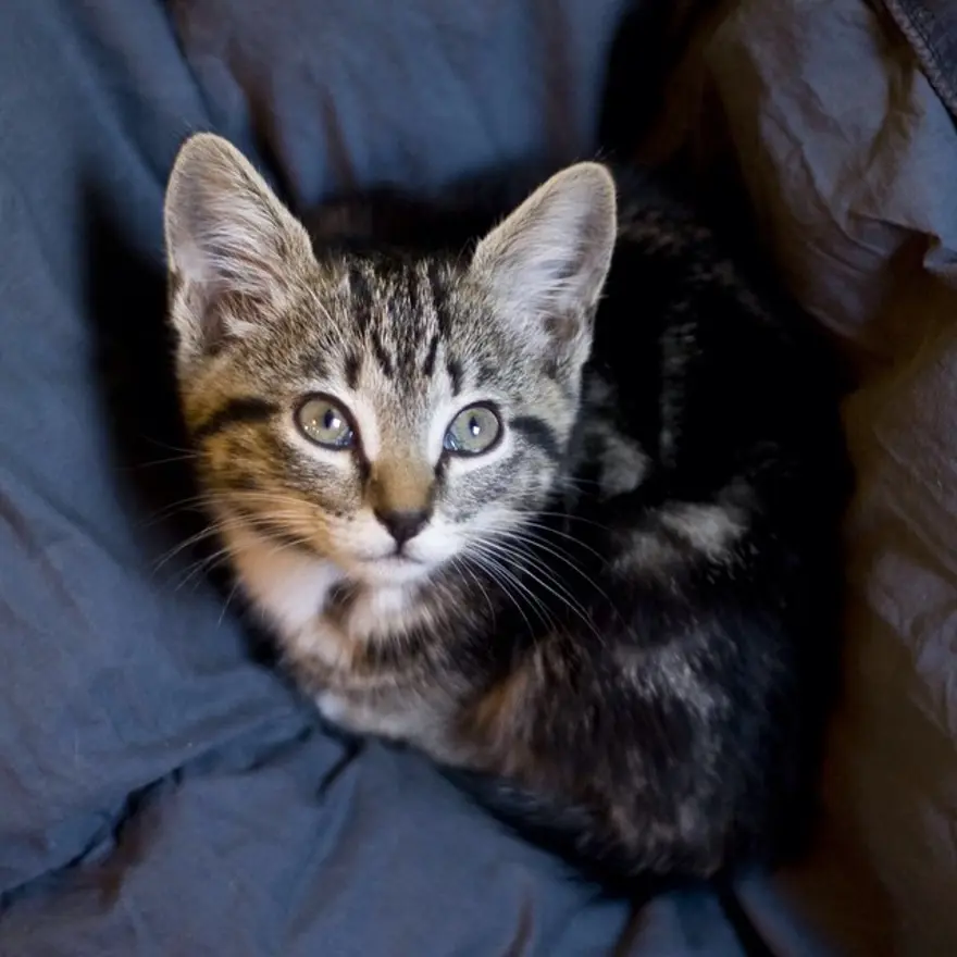 Hayatını kedileri kurtarmaya adadı 49