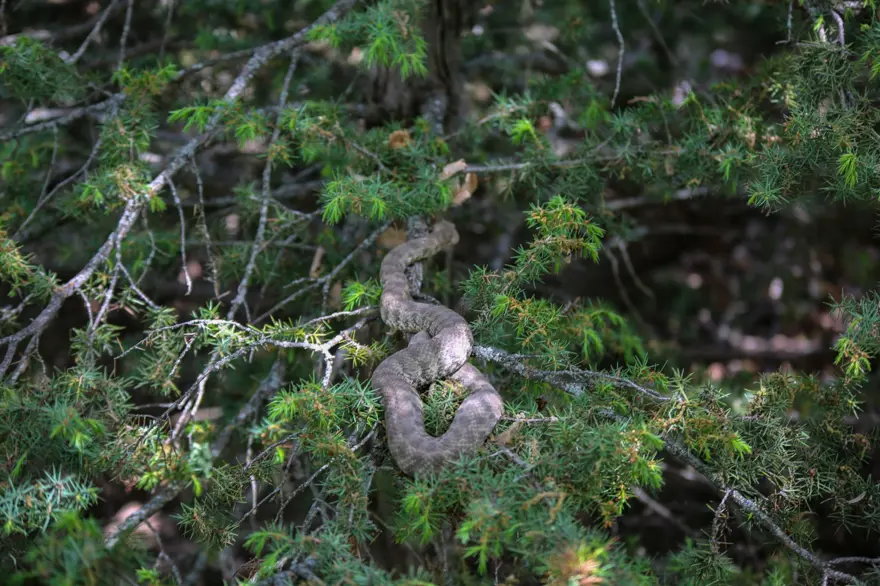 Tunceli'de 'koca engerek' görüldü 4