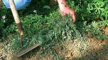 Ormandan toplanan otla yapılan yemek 19 kişiyi zehirledi