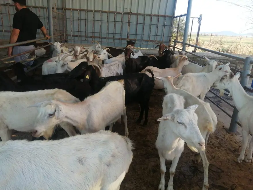 HAYVAN PAZARI KAPATILDI 3