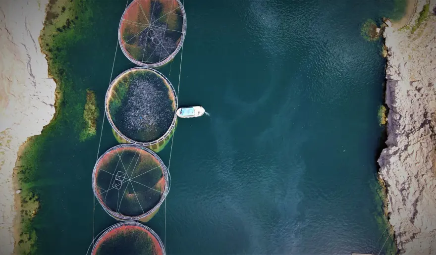 Elazığ'dan dünyaya Türk Somonu 11