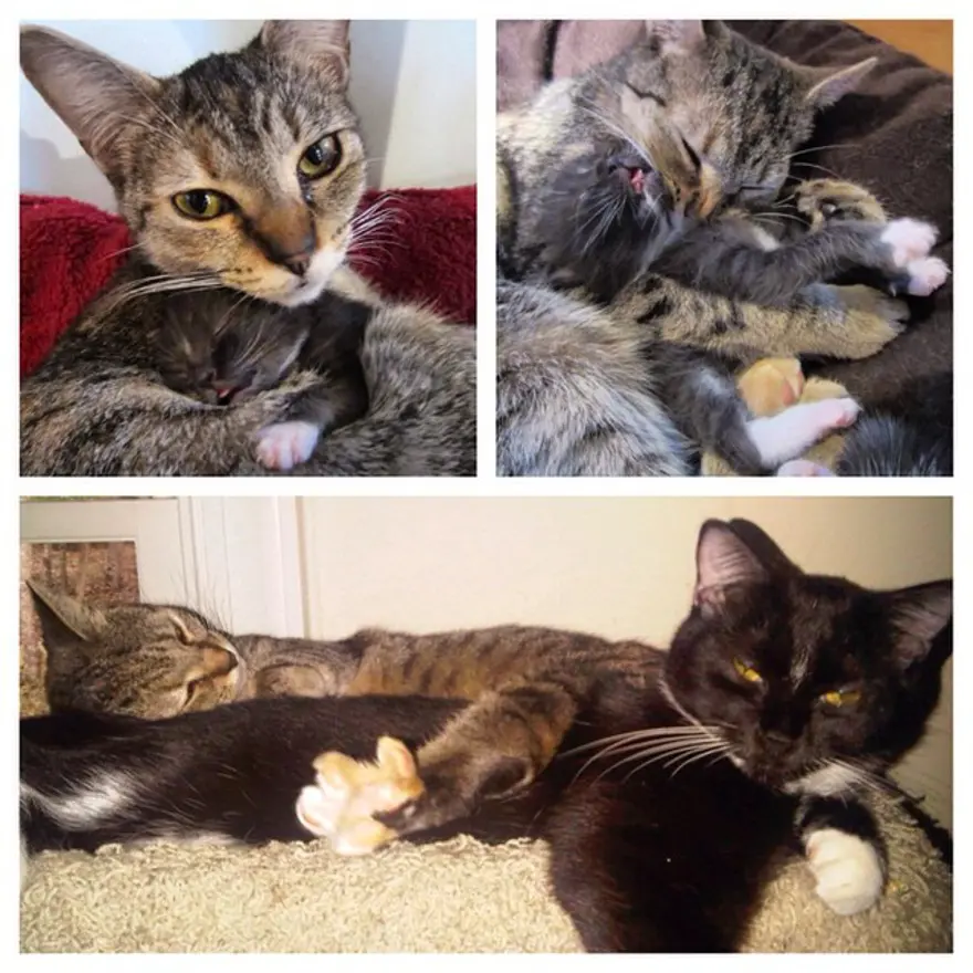 Hayatını kedileri kurtarmaya adadı 57