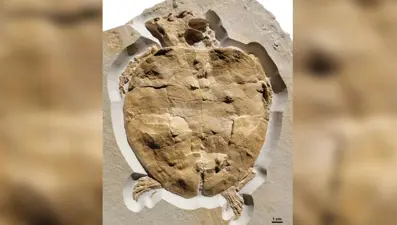 Jurassic deniz kaplumbağasının en eksiksiz fosili bulundu