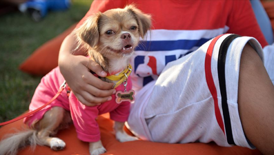 Sıra dışı yoga dersi: Bu kez kedi ve köpekler sahibini seçiyor!