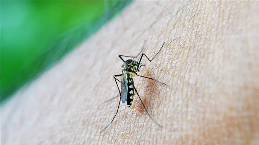 Aedes sivrisinek ısırığı nedir, nasıl geçer? Aedes sivrisinek ısırığı belirtileri nelerdir? 1