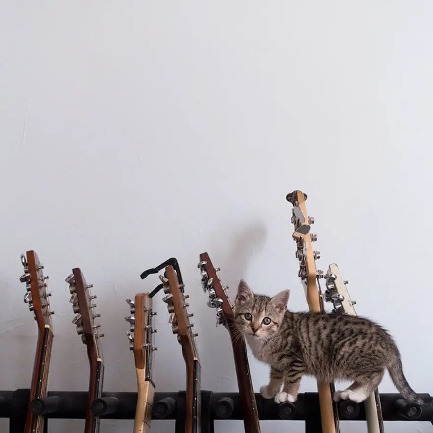 Hayatını kedileri kurtarmaya adadı 119