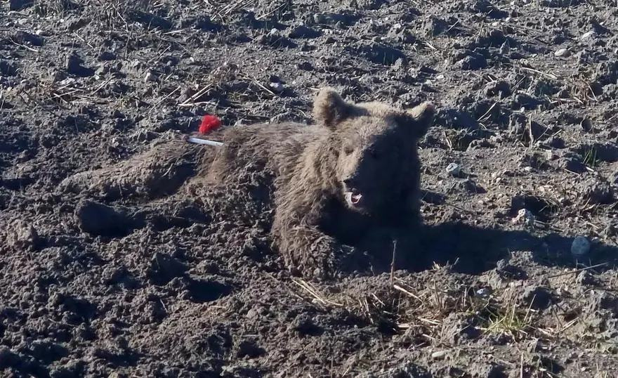 Yaralı bulunan bozayı, bayıltılarak tedaviye götürüldü 1