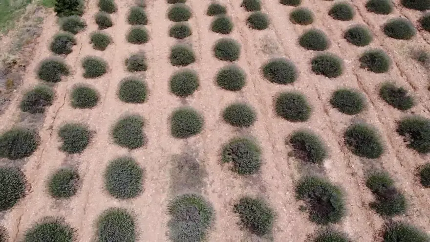 Türkiye'den dünya pazarına satılıyor! Köyde hasat başladı, hoş kokusuyla mest ediyor 5 Türkiye'den dünya pazarına satılıyor! Köyde hasat başladı, hoş kokusuyla mest ediyor 5