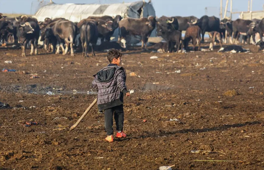Mezopotamya'nın saklı güzelliği: Bataklıklar 10