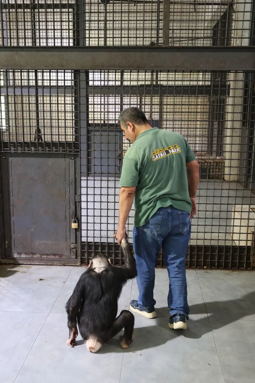 Şempanze Can yeni doğan kardeşi sayesinde annesiyle buluştu 8