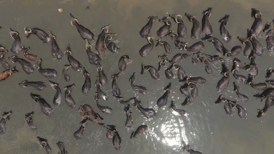 Afrika Serengeti Parkı değil Balıkesir Ovası 