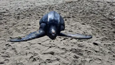 İlk kez Karadeniz'de görüldü: Ölüm nedeni denize atılan poşetler olabilir