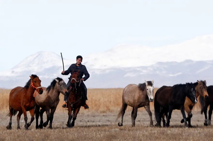 Sultan Sazlığı'na renk katan Yılkı atları kışın bölge halkınca besleniyor 6