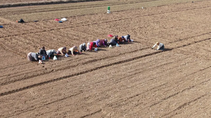 35 yıldır sarımsak tarlasında çalışıyor: "Düğüne gider gibi sarımsak tarlasına geliyorum" 7