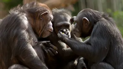 Bilim insanları, primatlarda "alfa erkek" tezini çürüttü: Güç dengesi sanılandan daha karmaşık