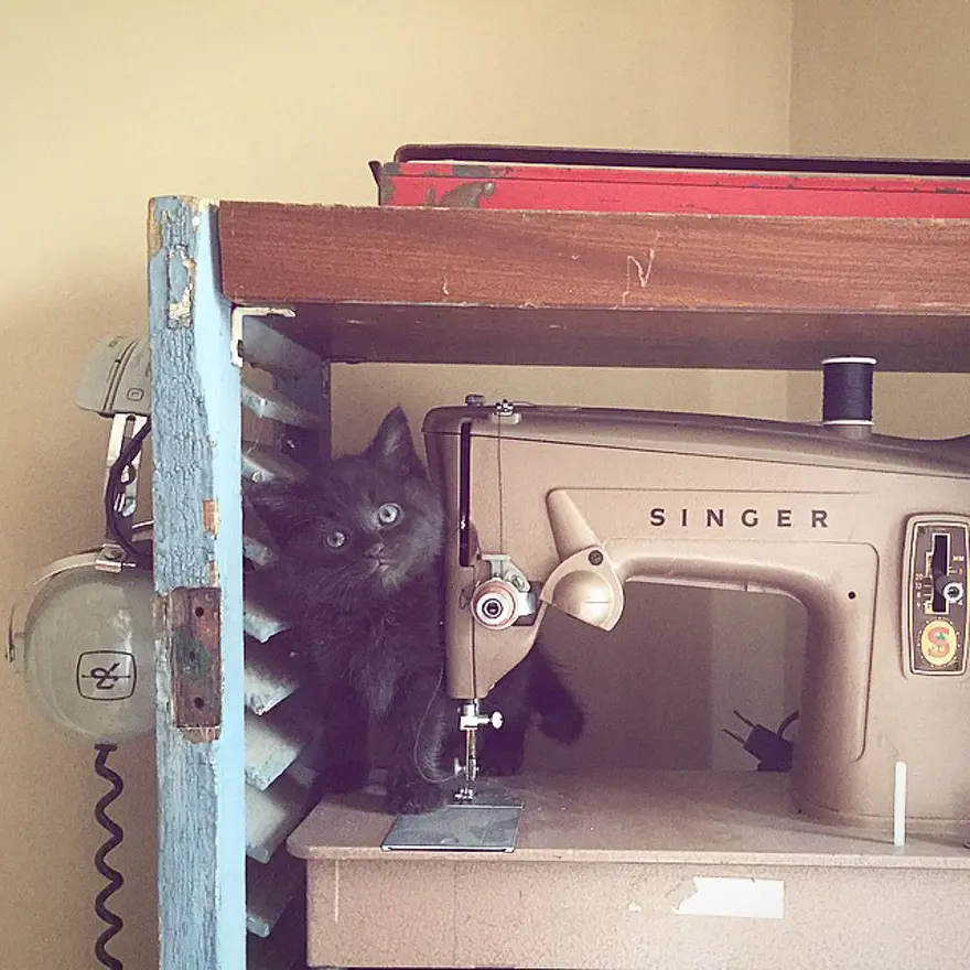 Hayatını kedileri kurtarmaya adadı 179