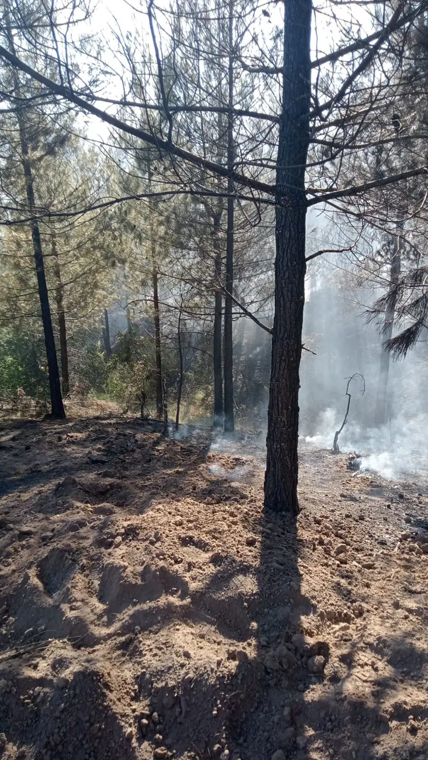 Antalya, Muğla ve Gaziantep'te orman yangını 12