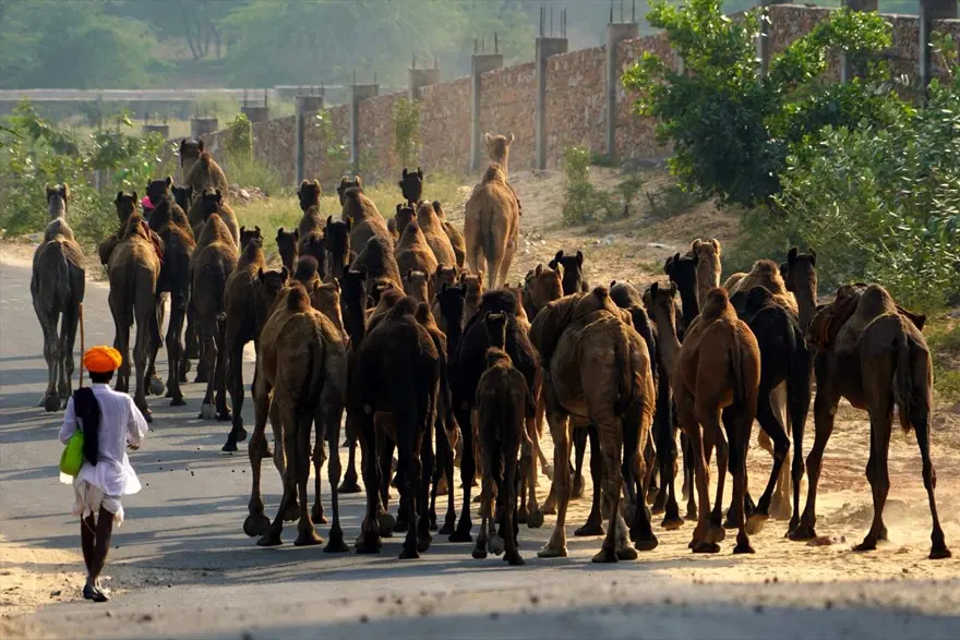 Hindistan'da Pushkar Deve Fuarı 4